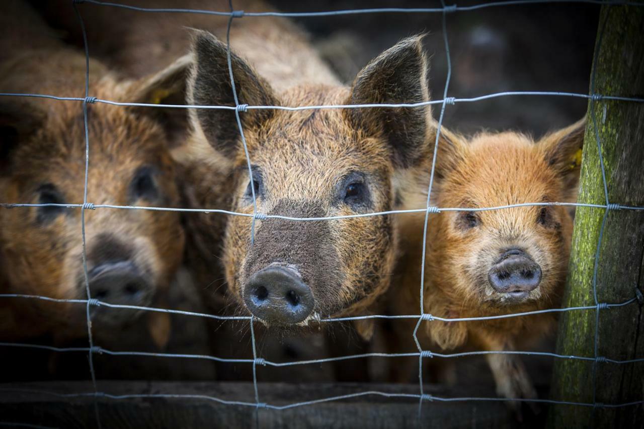 De Blauwe Hoeve Zwijndrecht Eksteriør bilde